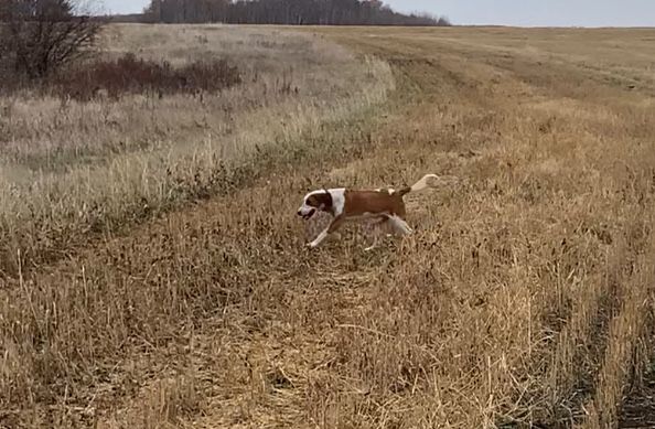 Щенок эстонской гончей