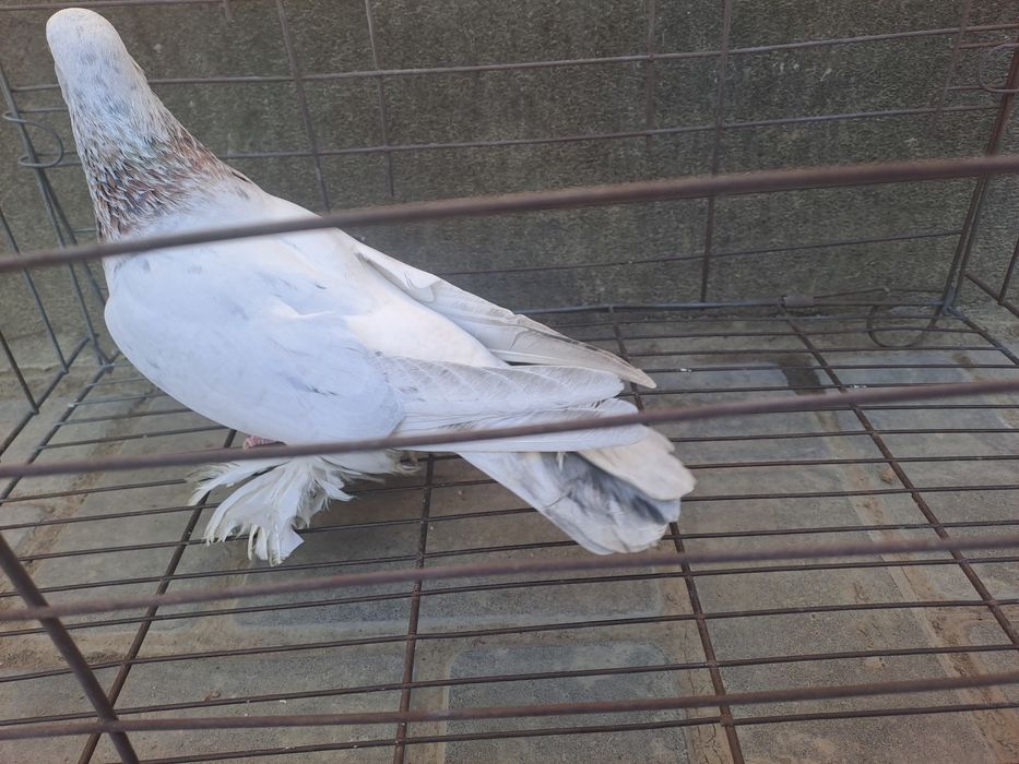 Голубка челкарка,летняя