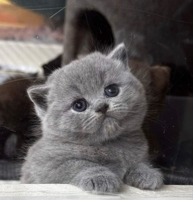 Котяты 2девочки 1 мальчик