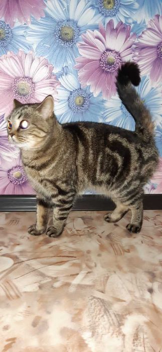 Британская породная кошка