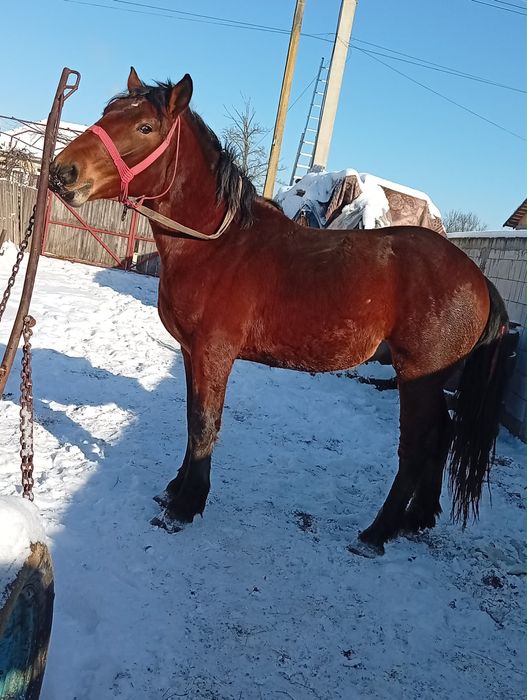 Vand Armasar 2 ani jumate