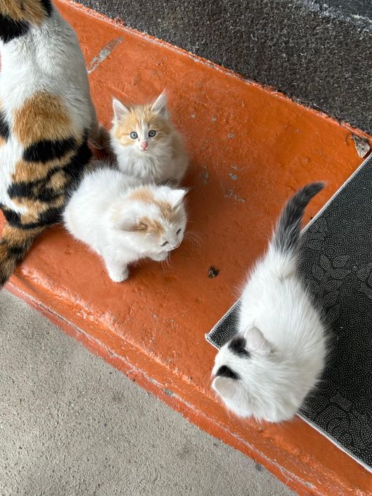 Котята в добрые руки