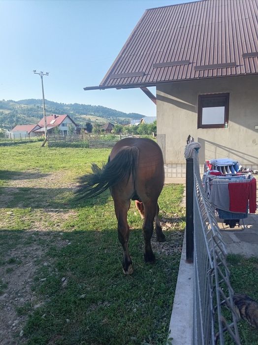 Vand mânz de un 1 ani