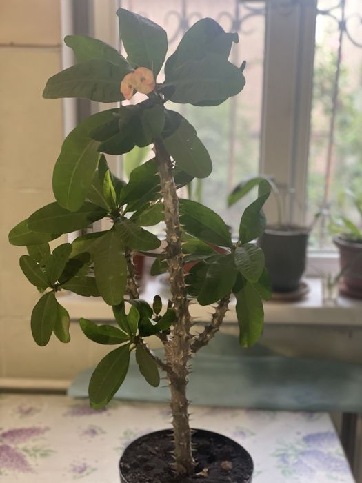 Продам комнатные цветы от 1000 тенге.