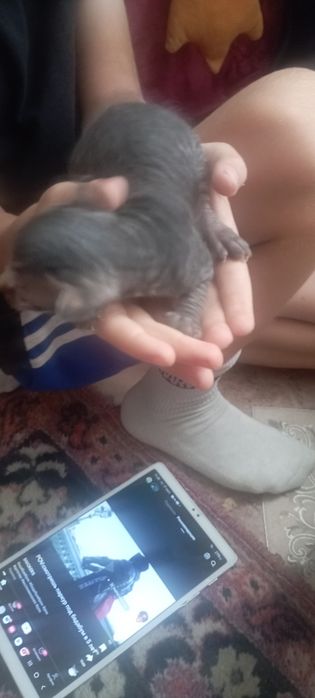 Донские сфинкс котята