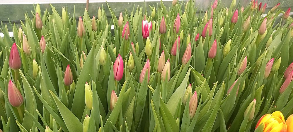 Тюльпаны на Восточке!