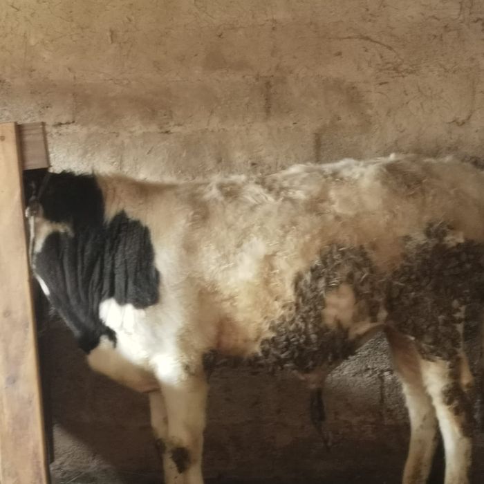 Продам бычка на откорме