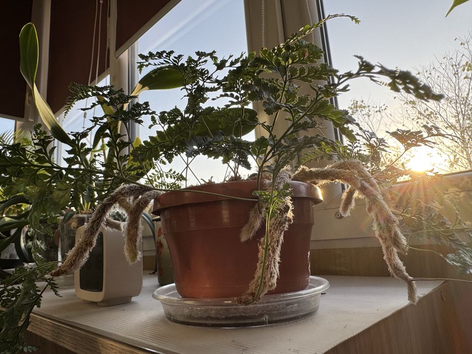 Папоротник Даваллия