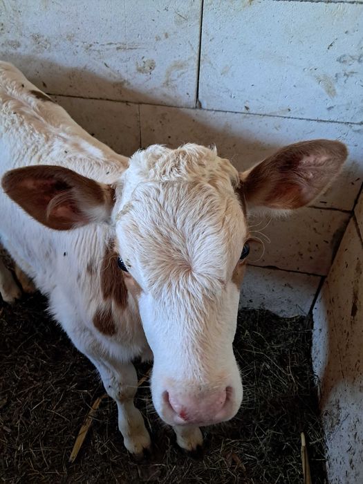 Vând vițică bălțată germană
