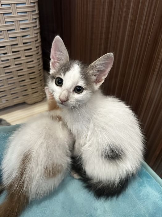 Отдам котят в добрые руки