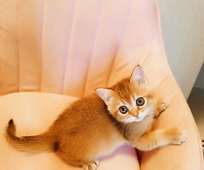 Котята, роскошные золотые шиншиллы.