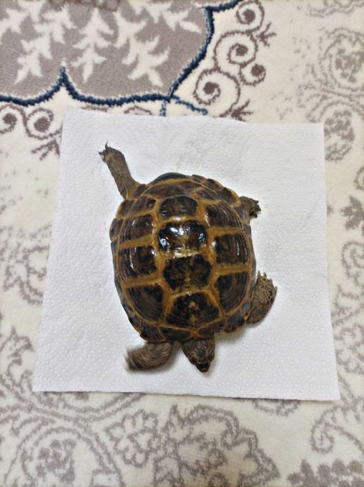 Продается Черепаха!