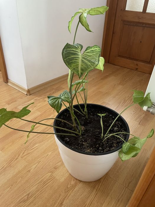 vand plante de apartament