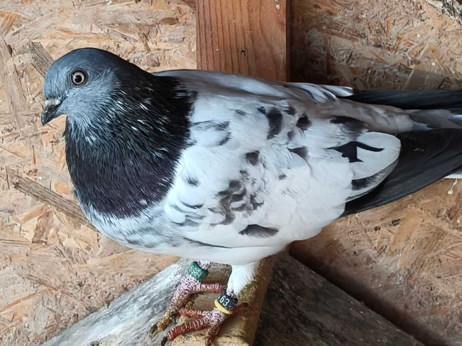 Porumbei Berzați de Budapesta