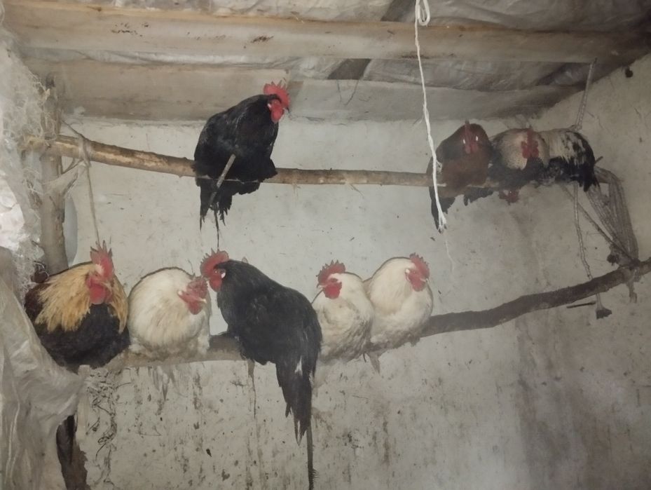 Жас былтырғы балапан