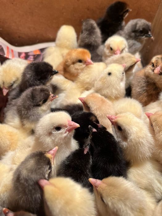 Продаются цыплята вылупились 22апреля