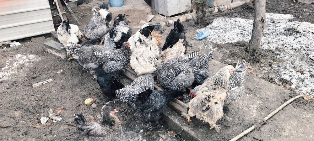 Продам породистых петухов