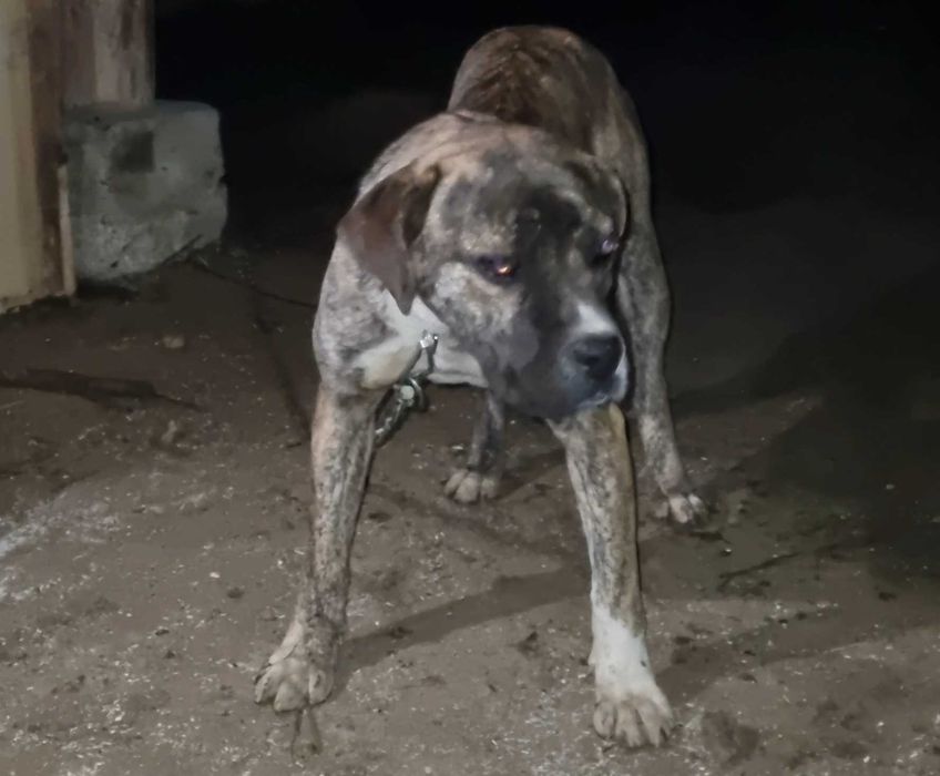 Cane Corso- vând cățelușă