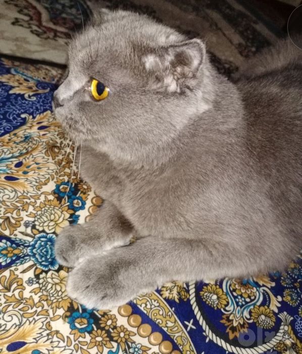 Продаются чистик ровный Кошка Scottish Fold