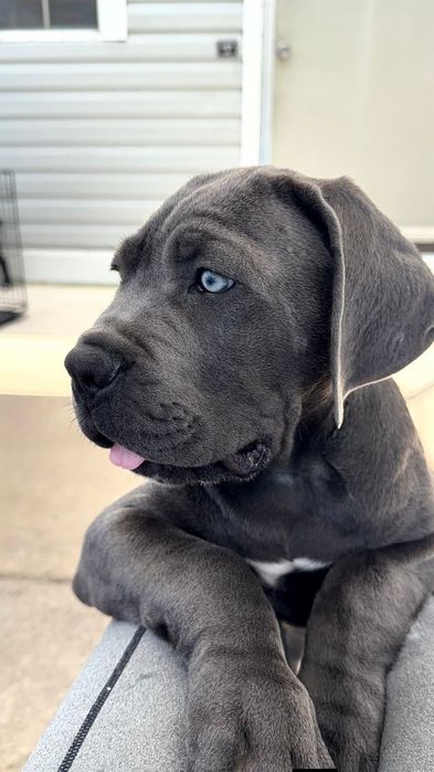 Pui cane Corso Cu pedigree
