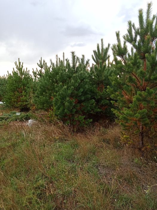 Сосны в большом количестве