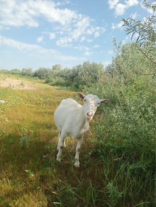 Продам Зааненскую козу