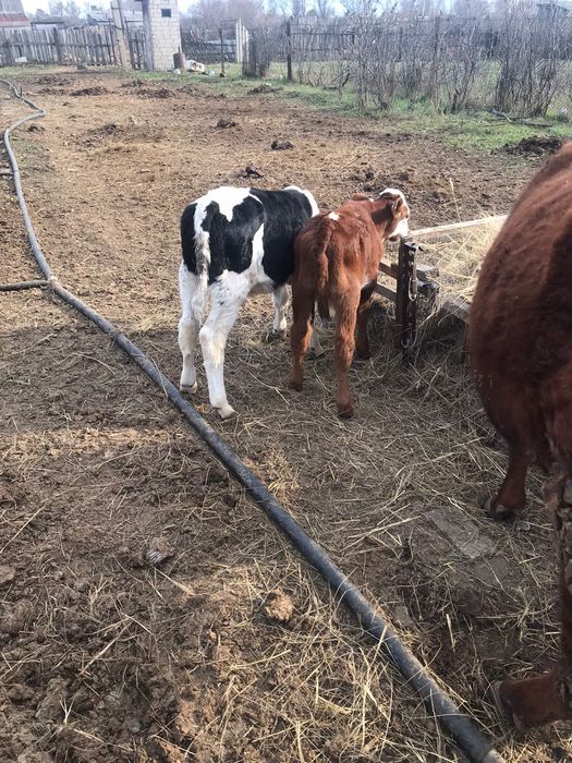 Продам 2 коров,3 тёлки, 2 бычка