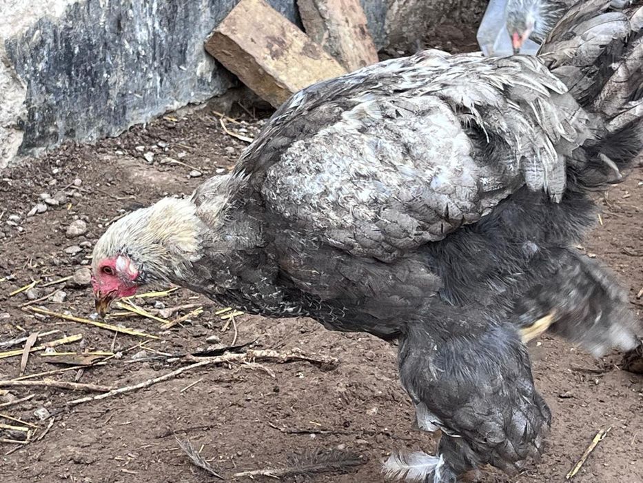 Продается цыпленки