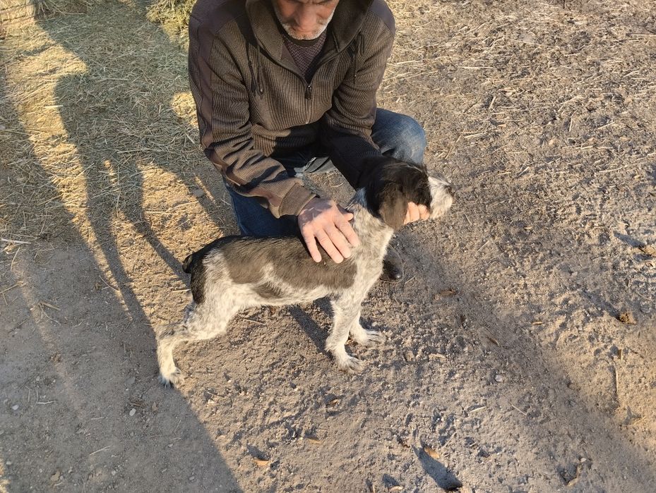 Продаю щенка 3 мес дратхар