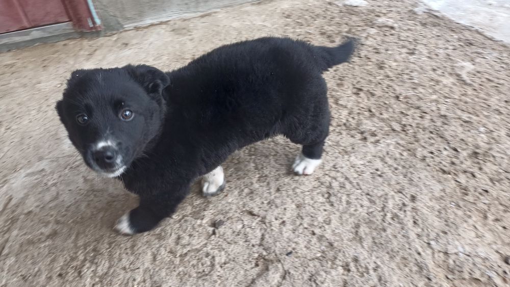 Отдам в хорошие руки