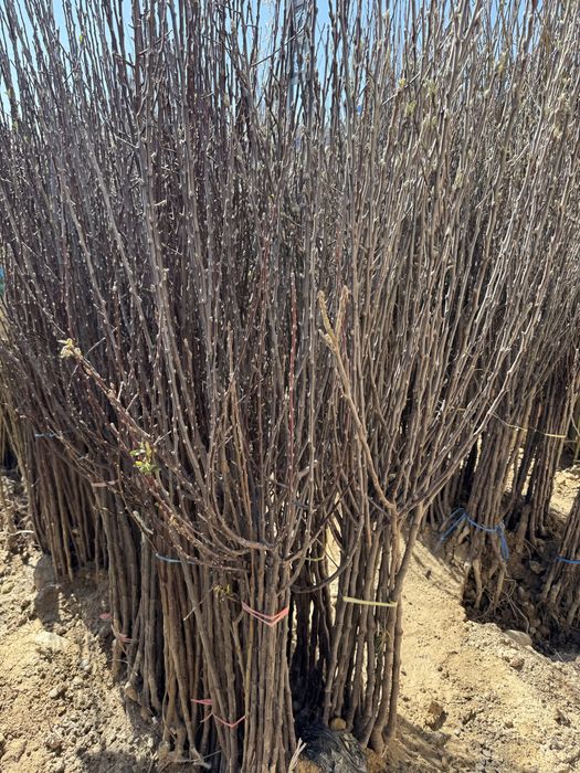 Mevaliy va dekarativniy kochatlar  6 000 so’m  kamida 100 ta olganga