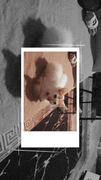 Котята в хорошие руки