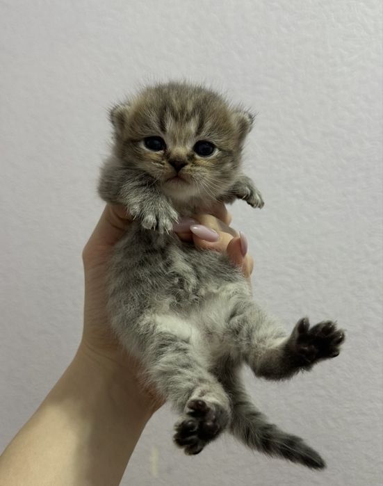 Плюшевые котята готовы найти свой дом