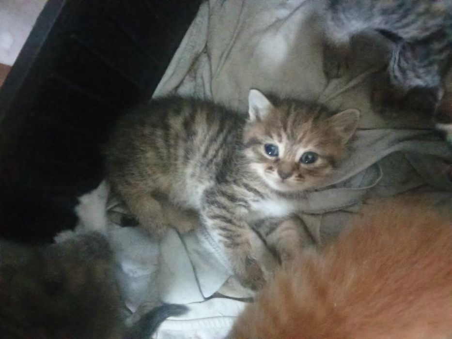 Отдаем котят мальчики и девочки