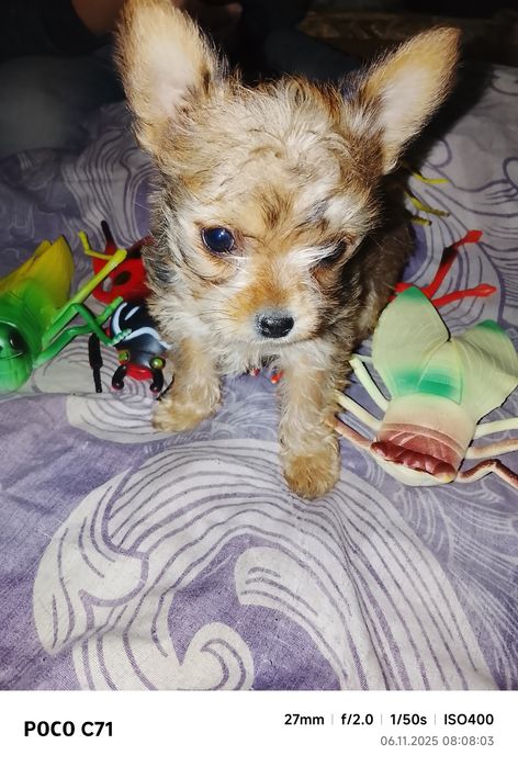 Щенок йоркширский терьер