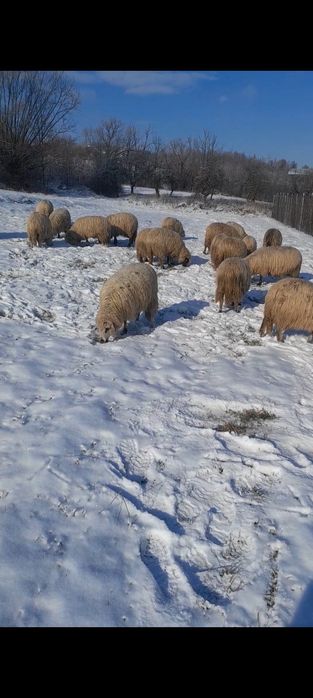 Vând 10 oi și un berbec