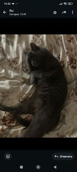 Русский голубой кот 5 лет
