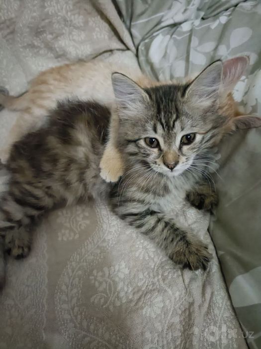 Отдам котят даром на хорошие и ответственные руки!!!