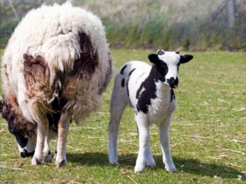 Miel de vânzare cu pete negre