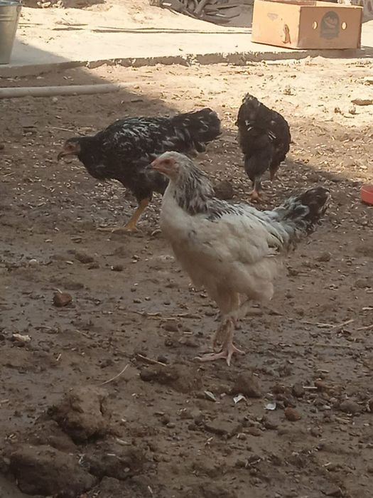 Birama juja sotiladi