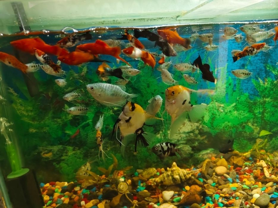 Домашние рыбки для аквариума
