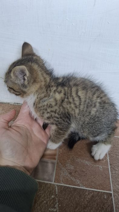 Отдам котят полупородистых