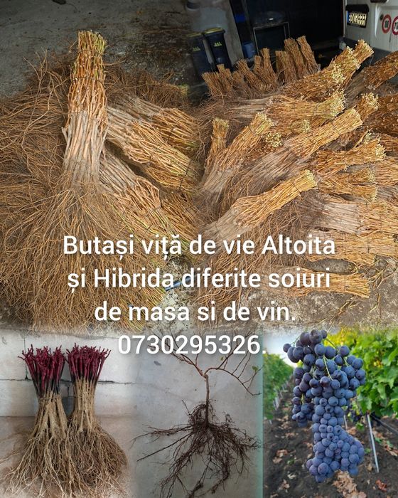 Vând Butași viță de vie Altoită si Hibridă Certificați