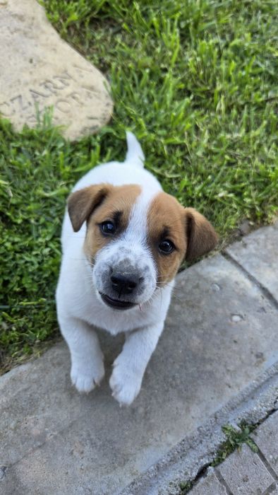 Две енергични мъжки Джак Ръселчета!