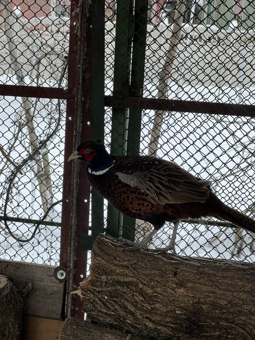 Vând  pereche fazani comuni! Sau schimb cu auriu galben sau rosu