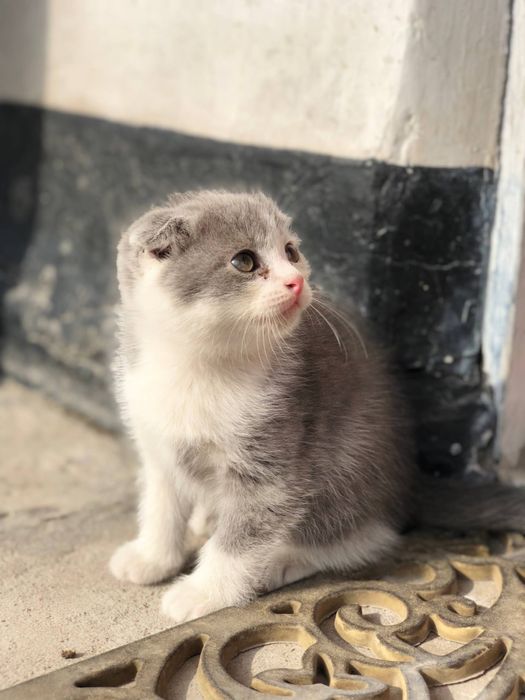 Шотландская вислоухая мама (1 год) и 2 котенка