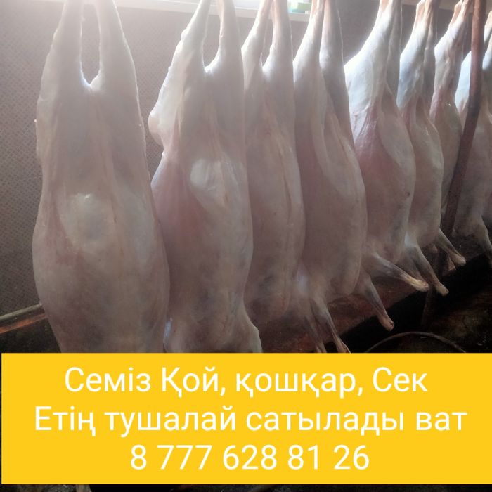 Токты кошкар сек кой