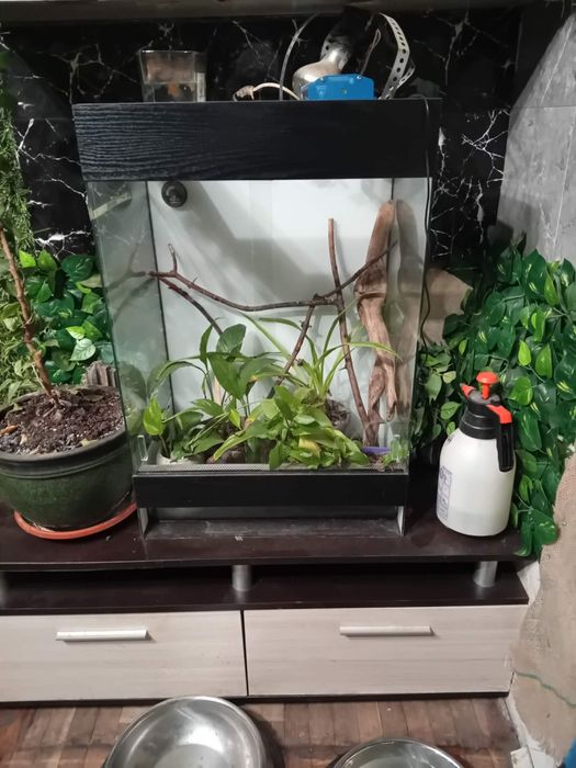 Терарюм за влечуги