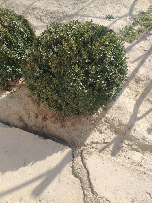 Самшить на продажу