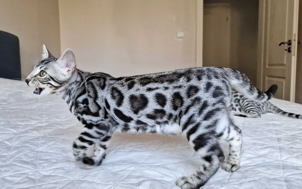 Сребърни и снежни бенгалски котенца